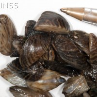 Zebra Mussel